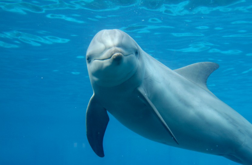 Ver delfines en Gibraltar - Living Tours
