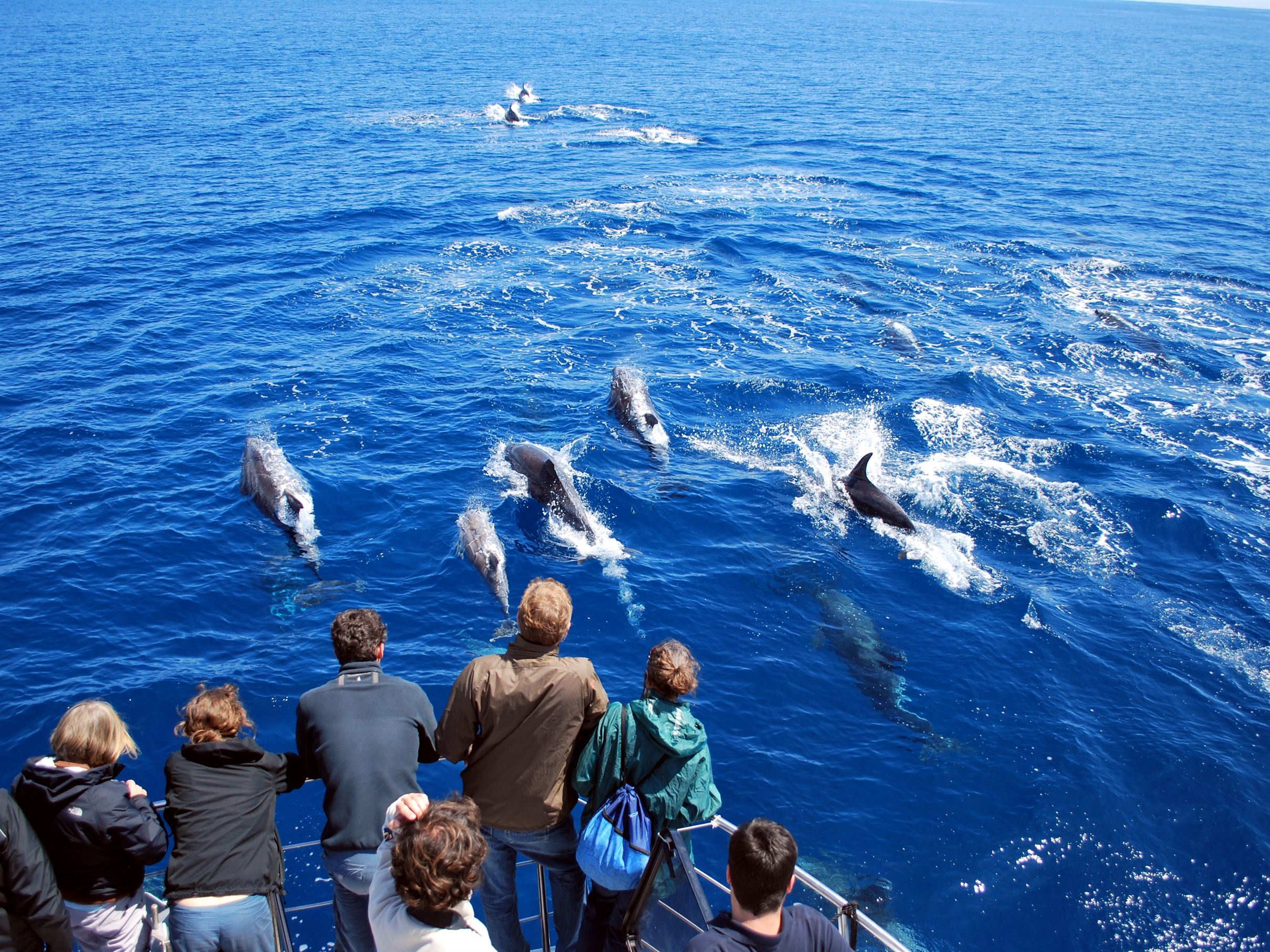 Avistamiento de Delfines y Ballenas en Isla de San Miguel - Azores - Living Tours