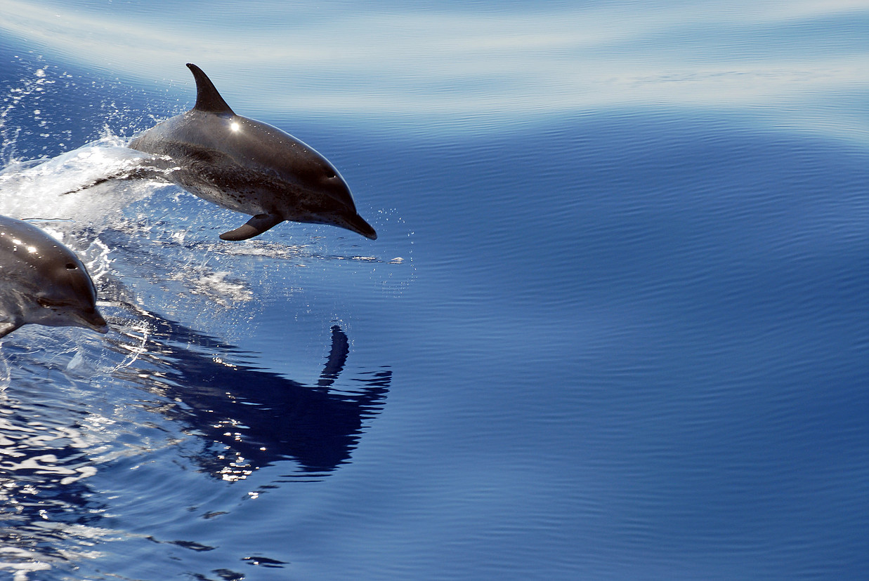 Dolphins Watching - Living Tours