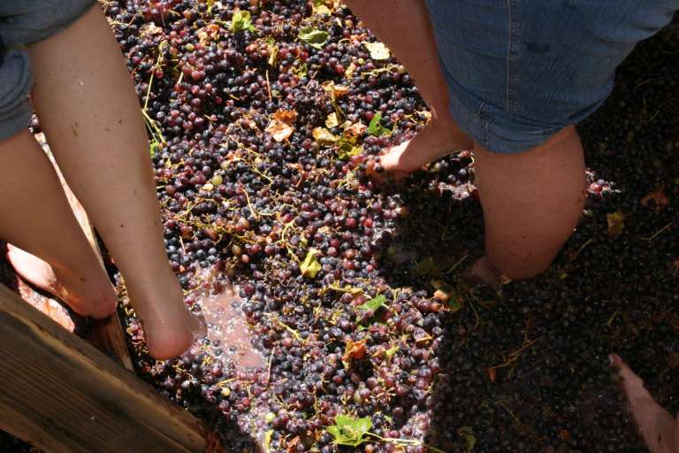 Harvest in the Douro Valley Experience - Living Tours