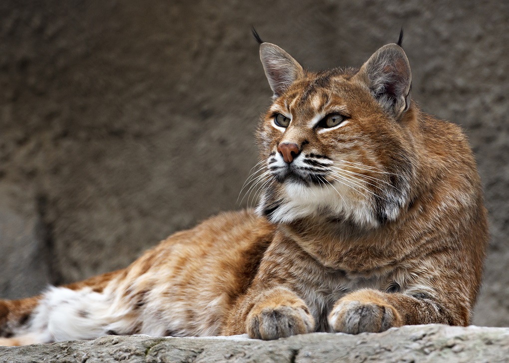 Doñana Park tour iberian lynx